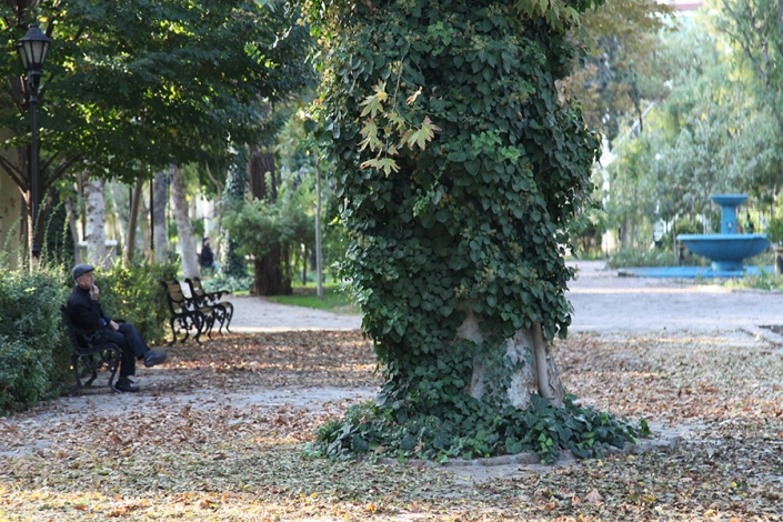 درخت کهنسال باغ ملی محله ارگ