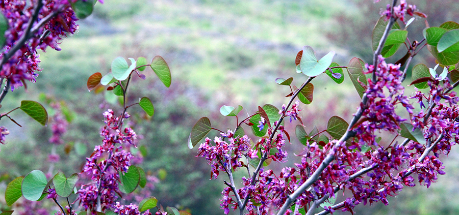 درخت ارغوان
